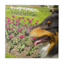 Tri-color Collie N Tulips Tile Trivet tiles