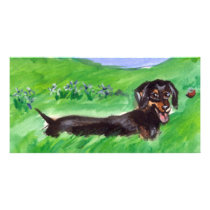 tri color dachshund in field photo cards by zadajeanne tri color dachshund in field photo cards