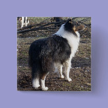 Tri-color Rough Collie buttons