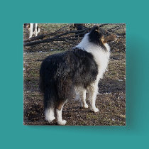 Tri-color Rough Collie buttons