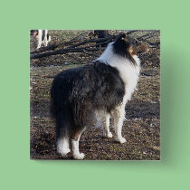 Tri-color Rough Collie buttons