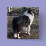Tri-color Rough Collie buttons