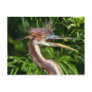 Tri-colored Heron with Bad Hair Day Postcard