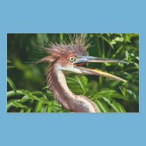 Tri-colored Heron with Bad Hair Day Sticker stickers
