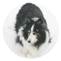 Tri Sheltie in Snow stickers by bluerabbit Tri Sheltie in Snow stickers