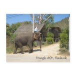 elephant, thailand, chiang mai, nature, landscapes - party travel