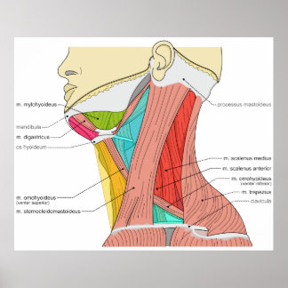Muscle Diagram Gifts on Zazzle