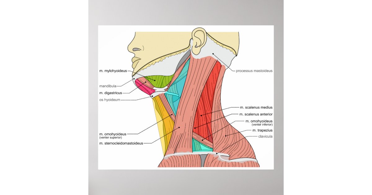 Triangles of the Neck Muscles Anatomical Diagram Poster | Zazzle