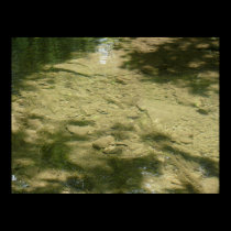 Tributary bottom posters