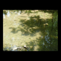 Tributary bottom posters
