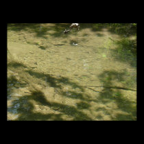 Tributary bottom posters