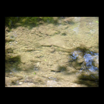 Tributary bottom posters