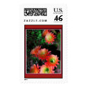 Trichocereus flush postage by succulentem Trichocereus flush postage