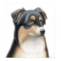 Tricolor Australian Shepherd Poster posters by twopurringcats Tricolor Australian Shepherd Poster posters