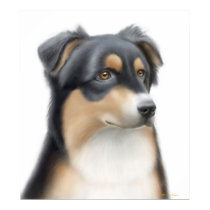 Tricolor Australian Shepherd Poster posters