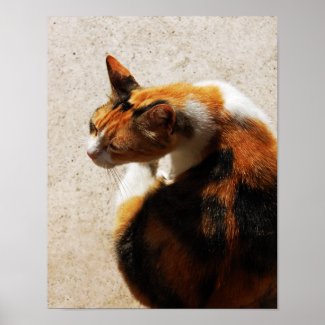 Tricolor Cat Poster