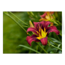 Tricolor Lily Greeting Cards