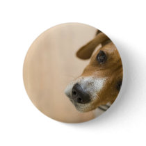 Tricolored Beagle Dog Background Button