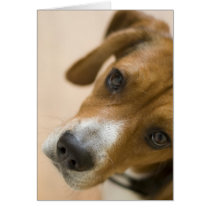 Tricolored Beagle Dog Background Greeting Cards