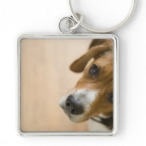 Tricolored Beagle Dog Background Key Chain
