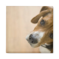 Tricolored Beagle Dog Background Magnets