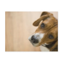 Tricolored Beagle Dog Background Postcards