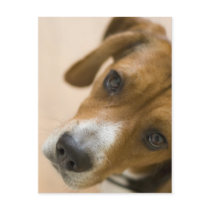 Tricolored Beagle Dog Background Postcards
