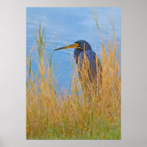 Tricolored Heron at the Lake Print