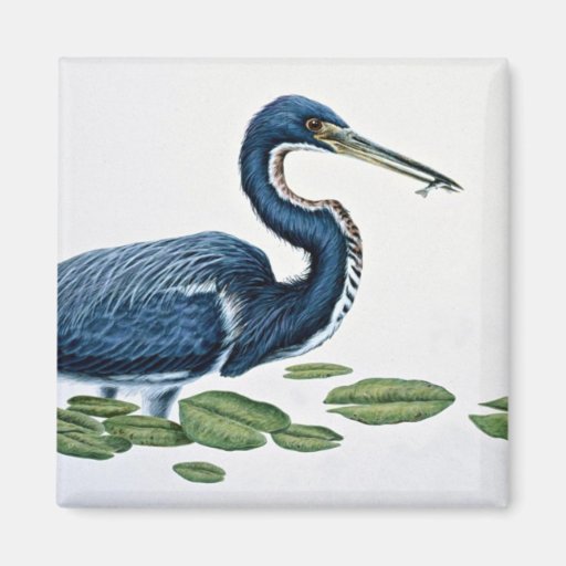 Tricolored heron fridge magnets