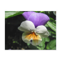 Tricolored Pansy Postcard