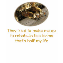 Tried to make me go to rehab...bee style t-shirts by scarrman Tried to make me go to rehab...bee style t-shirts