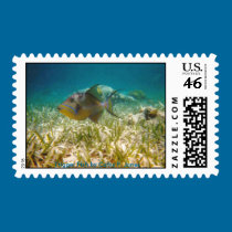 Trigger Fish postage