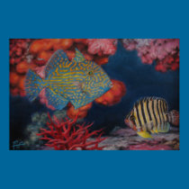 Trigger Fish posters