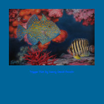 Trigger Fish t-shirts