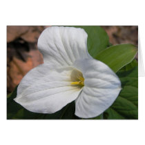 Trillium Card cards