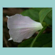Trillium Flower posters