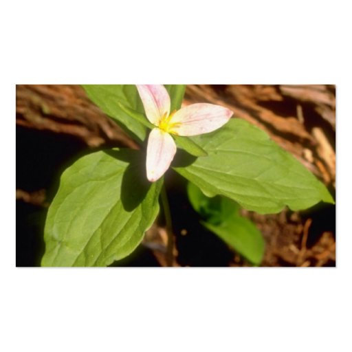 Trillium flowers business card templates (back side)