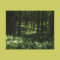 Trillium Grandiflorum Wrapped Canvas canvas prints