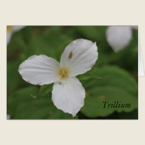 Trillium cards