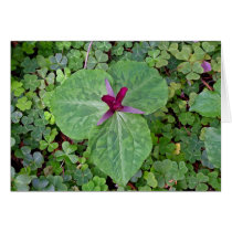 Trillium in sorrel - Card
