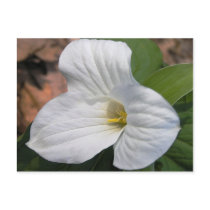 Trillium Postcard