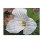 Trillium Postcard