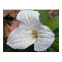 Trillium Postcard postcards