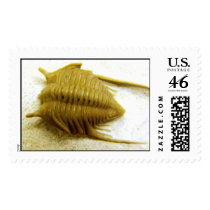 Trilobite Cibele bellatula postage by wwwsikhote Trilobite Cibele bellatula postage