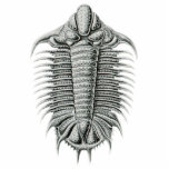 Trilobite Cutout Magnet/Sculpture Photo Cutouts