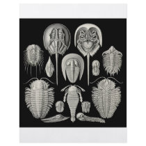 Trilobite! Flyers