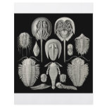 Trilobite! flyers