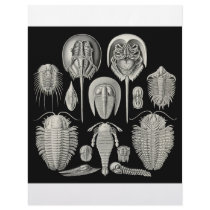 Trilobite! Letterhead Template
