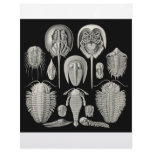Trilobite! Letterhead Template