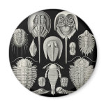 Trilobite! Fridge Magnet